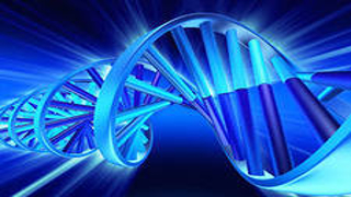 Biocomputer function of DNA